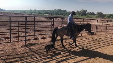 Gathering bulls at D and H Cattle company