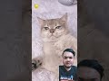 Cat Gets Serious On A Silly Matter Kitten Cat Funny Catlaughs Catperson Catvideos Trendingnow 
