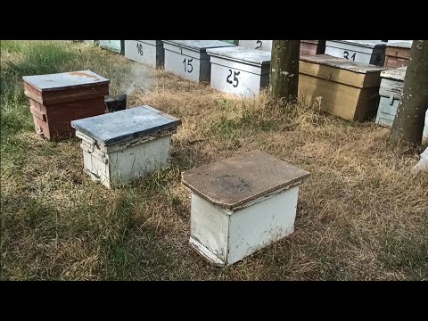 ПЧЁЛЫ 🐝🐝. ОТВОДКИ,