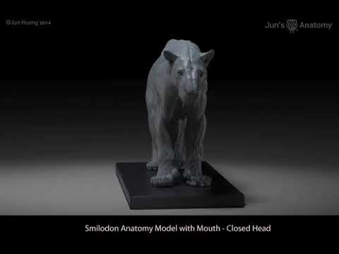 Smilodon Anatomy Model (with Mouth - Closed Head) by Jun's Anatomy