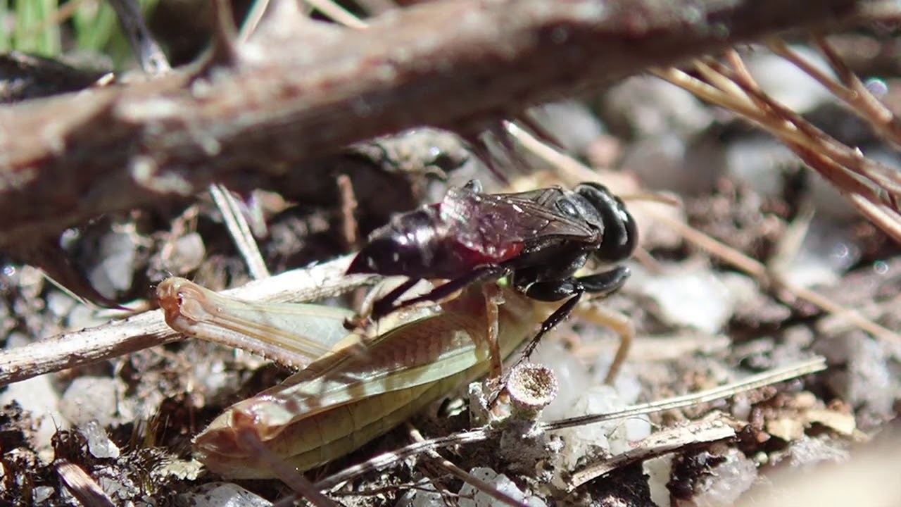 Grasshopper hunting wasp Tachysphex pompiliformis July 2019