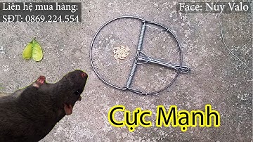 Bẫy chuột VÒNG KHUYÊN , Bẫy chuột bán nguyệt cải tiến bắt chuột dễ dàng hơn