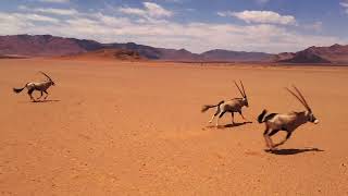 Amazing Gemsbok Running In Africa Videos-4K Nature Ultra Hd Natures Sweet Tales.