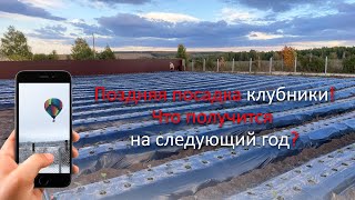 Поздняя посадка клубники на 8 соток.
