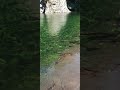 rio cisnes , hornopirén