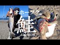 【鮭釣り】【salmon】 鮭釣り爆釣❗️今年のあたり場所