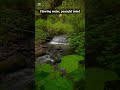 Nature flows in silence 🌲 #nature#river#forest#peace#shorts
