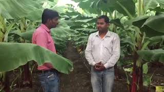 Banana success stories pollen agro tretment plot with vinayak Saheb