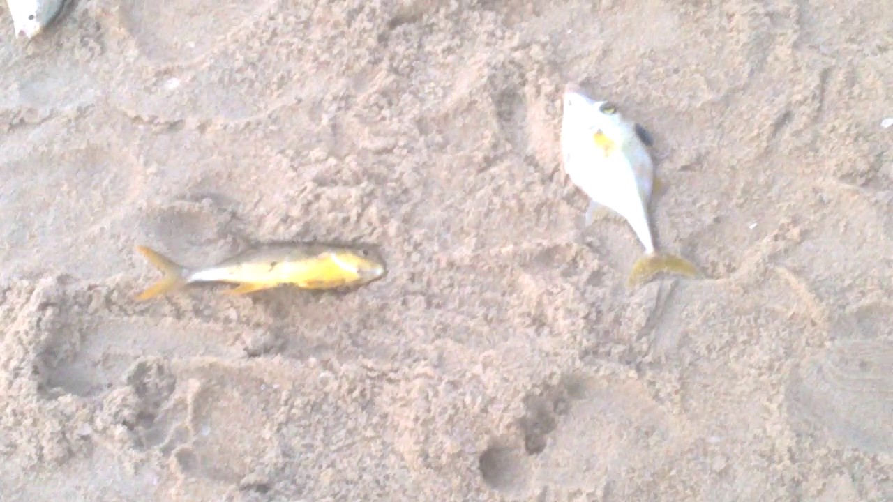 Kerala Fishing -Alappuzha beach fishing . Fishing. Meen piduthham