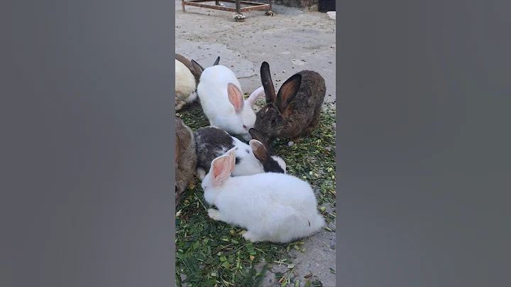 Rabbit Loves to Laugh While Being Petted #cuterabbit #aigenerated #cutepet #mycuterabbit