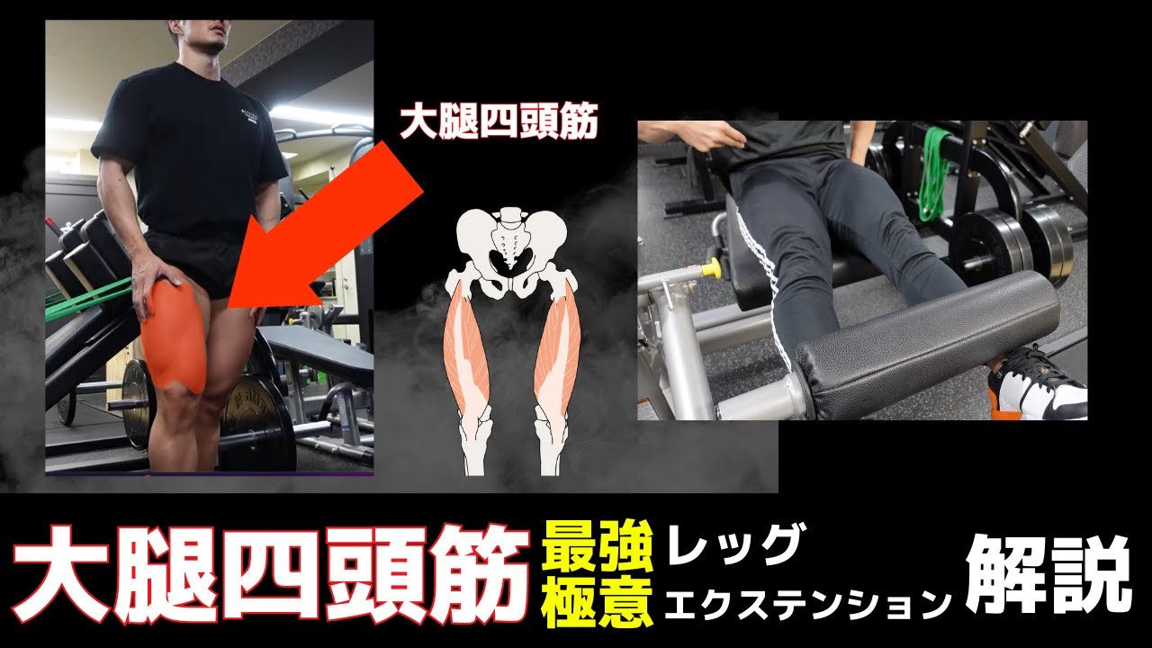 【解剖学的解説】根っこと膝周りの効かせ分けが出来る！レッグエクステンション極意解説
