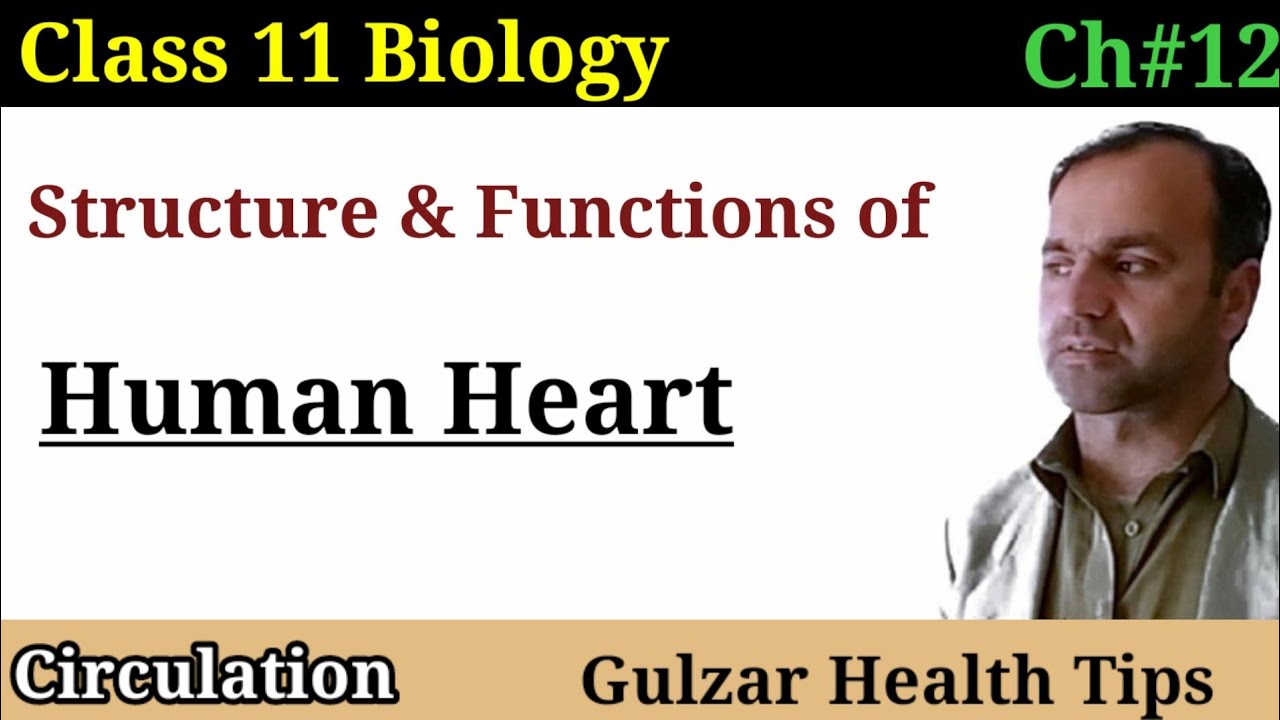 Human Heart | Structure and functions of human heart | Circulation | class 11th Biology.