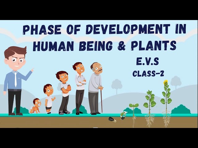 Development Of A Human Being