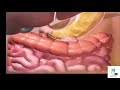 رحلة الطعام في الجهاز الهضمي 