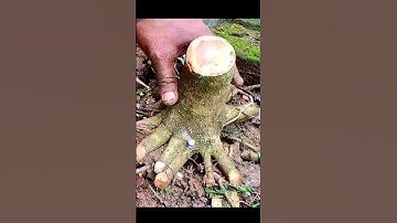 #ficusrumphii #peepal #ficus #banyan #bonsaitree #bonsai #bonsaiplant #janabonsai #shorts