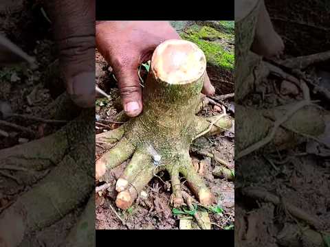 Ficusrumphii Peepal Ficus Banyan Bonsaitree Bonsai Bonsaiplant Janabonsai Shorts