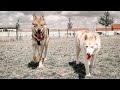 Deux loup en libert yuki husky