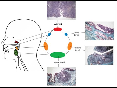 Differences between Cervical collar lymph nodes and Waldeyer's ...