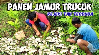 Panen jamur trucuk di pekarangan rumah || Rejeki tak terduga