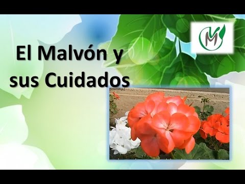 Malvón y sus cuidados - Vivero Marra - YouTube