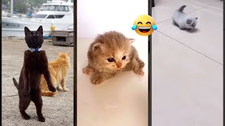 Funny Cats 2024 🥰 New Funny Cats 2024 😸 #CuteFunnyCats Episode 7642