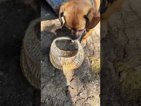 Video: 11 nejmenších plemen psů
