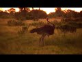 Female ostrich dancing to the early morning tunes @ Splash Camp 26 March 2022