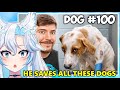 HE SAVED 100 DOGS FROM DYING!!! || MrBeast React