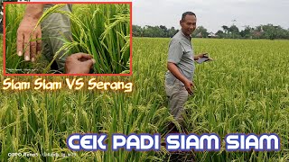 PENAMPILAN PADI SIAM SIAM & Perbandingan dengan padi serang.. mana lebih rekomended