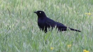 Brewers Blackbird Walking In The Grass