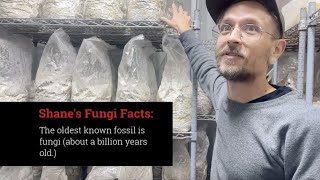 Famous A Former NFL QB's Journey Into the Mushroom Industry Wealth