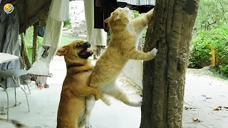 CATS vs DOGS 🐱🐶 Enemies or Best Friends? 😊 FUNNY ANIMALS VIDEOS  2024 by Morgan 4,207 views 1 month ago 9 minutes, 56 seconds