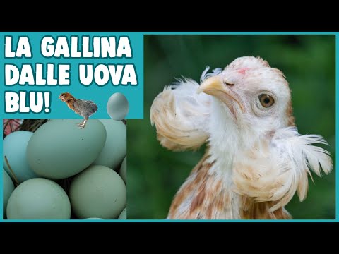 Video: Perché le uova di gallina sono blu?