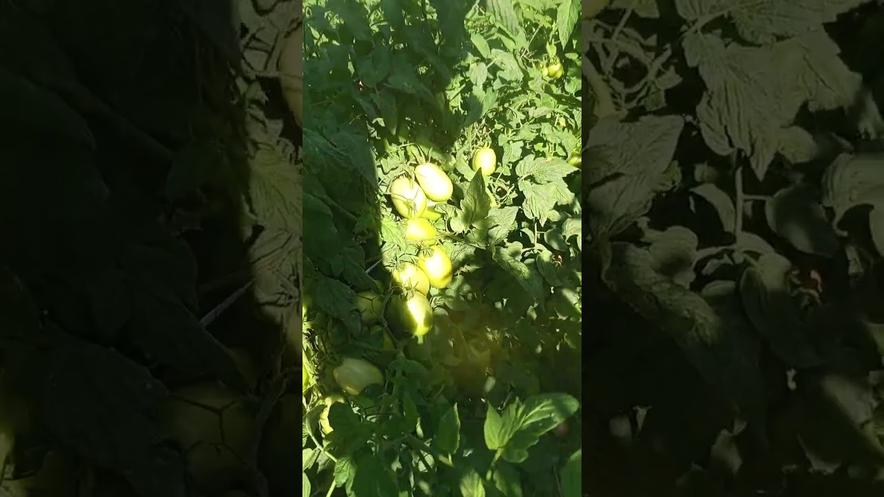 Tomate lampião caminhando para terceira colheita 