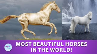 Most Beautiful Horses in the World