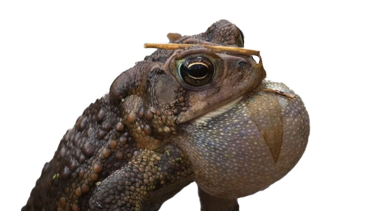 Fun with Frogs Learning the Frog Sounds of Calvert County, Maryland! YouTube