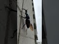 A beetle climbing a building
