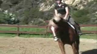 HORSE FOR SALE  - NERO, FABULOUS JUMPING/DRESSAGE PROSPECT MALIBU, CA
