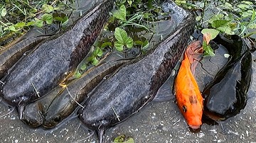 wow, bắt cá trê lai, cá sộp ngoài ruộng