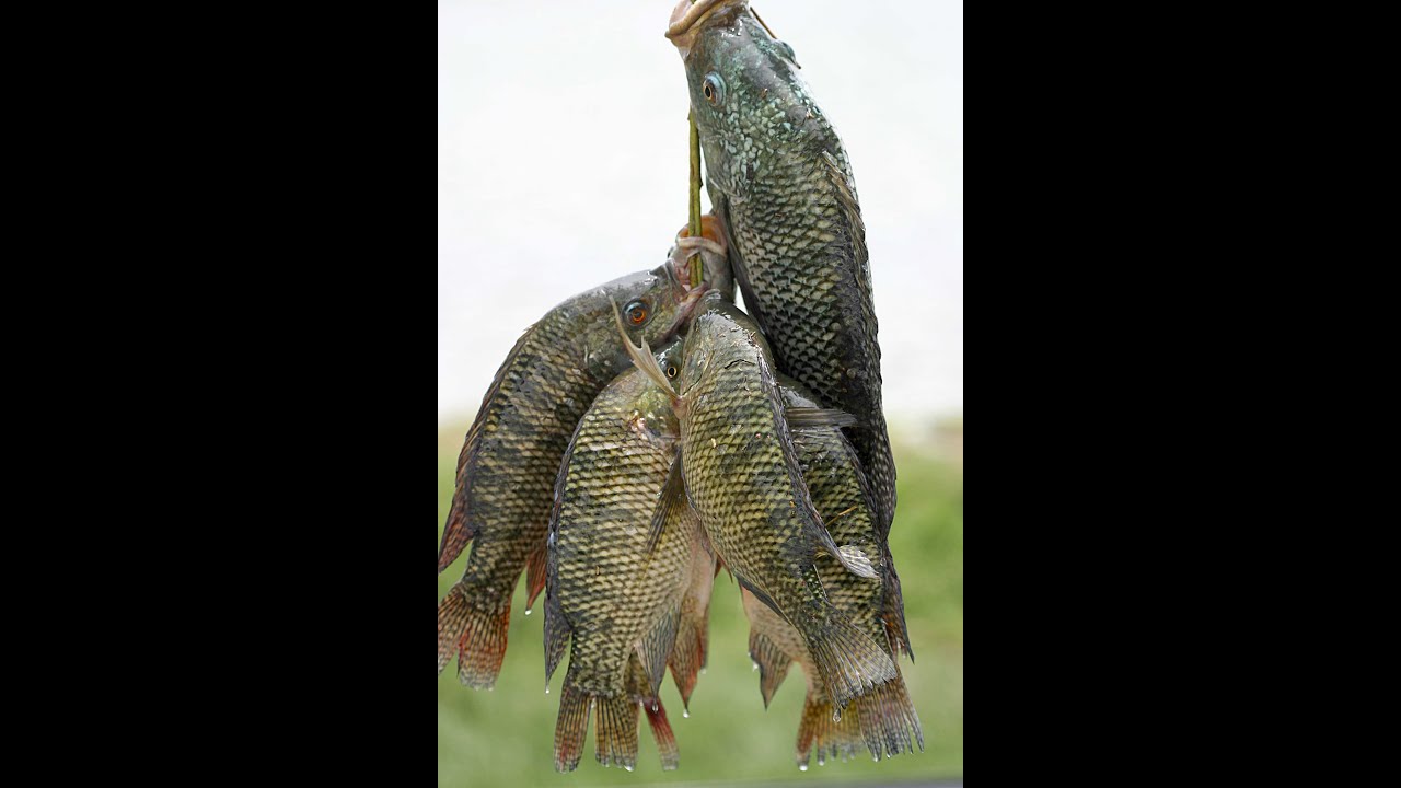7 Steps to Raising Tilapia for Healthy Eating YouTube