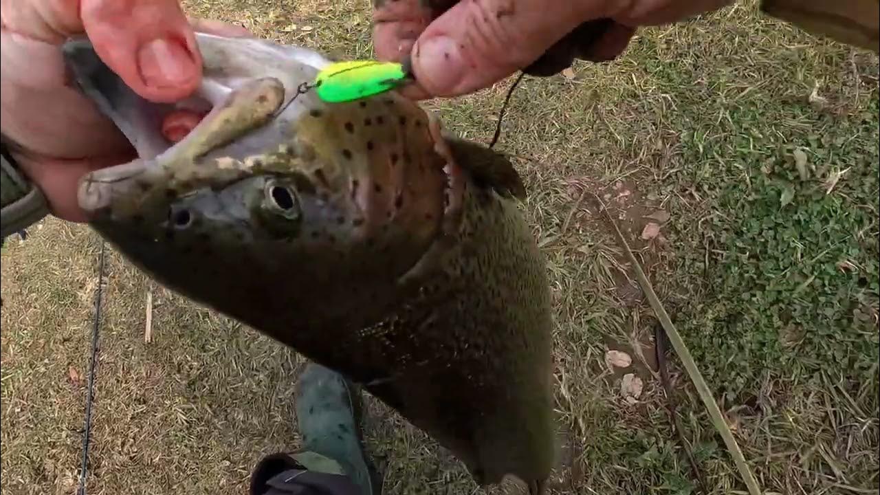 Monster 8lb Trout on 4lb Line! 