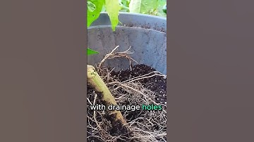 How to Revive an Overwatered Plant | #shorts