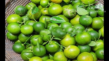 Tác dụng của Cây Quất( Cây tắc)