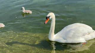 "Five mute swan cygnets feed on the Serpentine as parents stay close in the morning 🦢🐥🐥🐥🐥🐥🦢🌿🌊☀️"