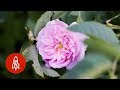 How the World’s Best Rose Water Is Made