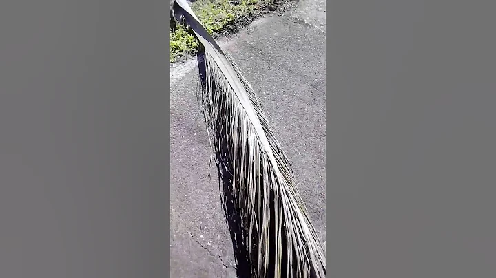 Palm frond #youtube #shorts #youtubeshorts #natural #life #time #fun #happy #front #yard #palm #tree