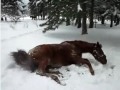 Horse rolling in the snow