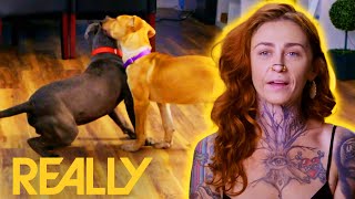 Scared Rescue Puppy Finally Opens Up To Another Friendly Dog | Pit Bulls & Parolees