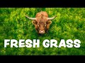 Highland Cattle Get Their First Taste of Fresh Grass