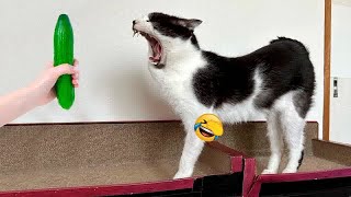 Try Not To Laugh😻🐕‍🦺Funniest Cats and Dogs 2024😹Part 15